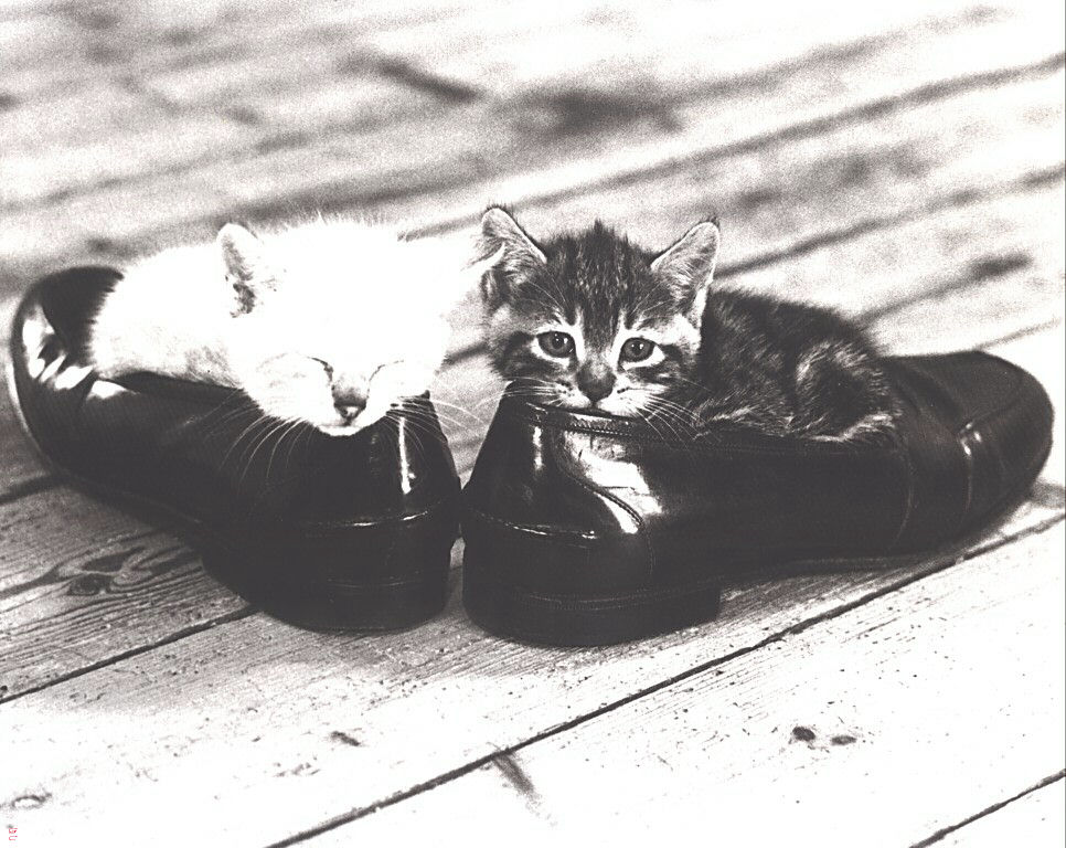 Gatti (290)